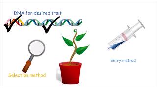 How to Make a Genetically Modified Plant [upl. by Ailerua829]