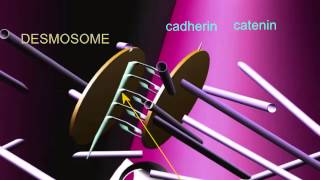 INTERCALATED DISCS IN CARDIAC MUSCLE [upl. by Trebor]