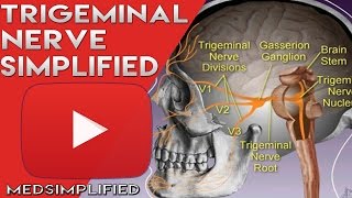 Trigeminal Nerve Anatomy  Cranial Nerve 5 Course and Distribution [upl. by Lenrad]