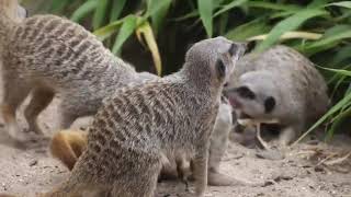 Fun Facts about Meerkats [upl. by Ricard]