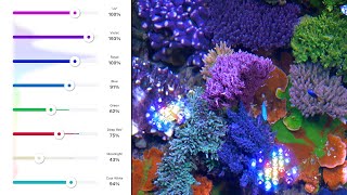 Aquarium LED Colors Explained [upl. by Nagaem]