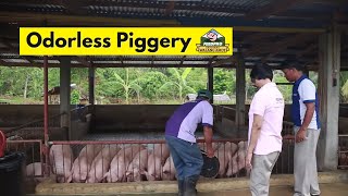 FeedproTV Odorless Cemented Piggery [upl. by Dinin]