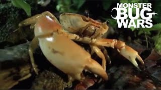 MONSTER BUG WARS  Crabs Getting Rekt Collection [upl. by Amaj]