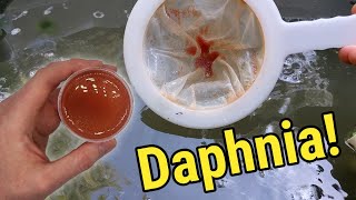 How I Culture Daphnia In Outdoor Tubs [upl. by Gawen458]