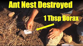 How to Destroy an Ant Nest with Borax [upl. by Gilman479]