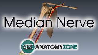 Median Nerve  3D Anatomy Tutorial [upl. by Cardie]