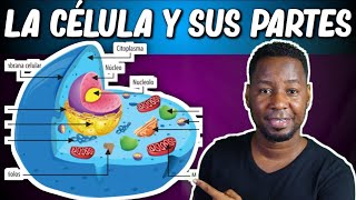 LA CÉLULA  PARTES Y FUNCIONES  Corto y entretenido [upl. by Raina639]