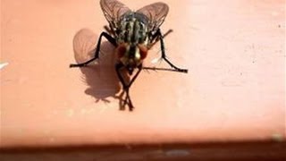 How To Get Rid Of A House Fly Infestation [upl. by Onfroi]