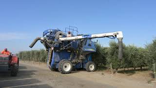 Rolland Rosenthal California Olive Farmer How Olives Are Grown  Harvested for Olive OIl [upl. by Assenyl311]