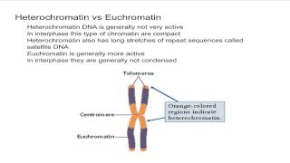 Heterochromatin vs Euchromatin [upl. by Picker]