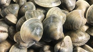 Catch amp Cook Clams  Shelling amp Clamming on Deserted Island in Outer Banks NC  Clam PoBoy Recipe [upl. by Zenitram]