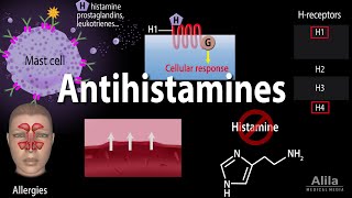 Histamine and Antihistamines Pharmacology Animation [upl. by Ynnos]