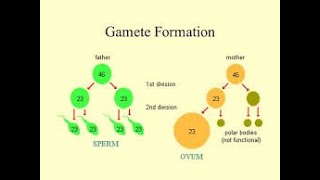 Gametes formation Biology expert [upl. by Katrine]