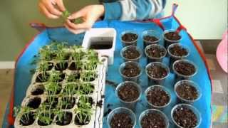 Finally Transplanting Papaya Seedlings [upl. by Atirabrab]