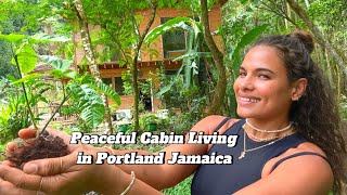 Peaceful Cabin living in Portland Jamaica 🇯🇲 ASMR [upl. by Gerard804]