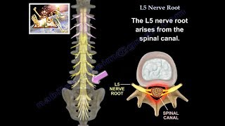 L5 Nerve Root  Everything You Need To Know  Dr Nabil Ebraheim [upl. by Marlowe]