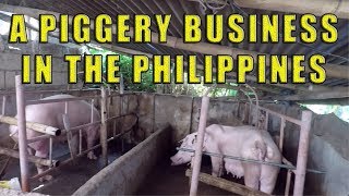 A Piggery Business In The Philippines [upl. by Midas]