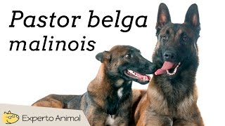 Pastor belga malinois  Características y adiestramiento [upl. by Ahsial786]