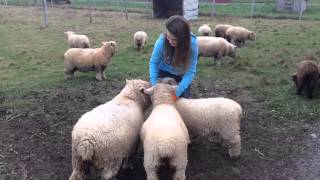 Babydoll Sheep vs Southdown Sheep [upl. by Enel225]