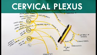 Cervical Plexus  Anatomy Tutorial [upl. by Ranjiv388]