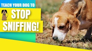 Use this game to teach your dog to stop sniffing [upl. by Norre]