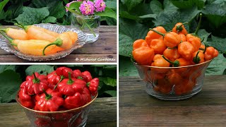 5 Hot Peppers That Are Productive and Loaded With Flavor [upl. by Merla]