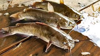 Catch Clean amp Cook Bullhead Catfish amp Bullhead Fishing contest [upl. by Yknarf]