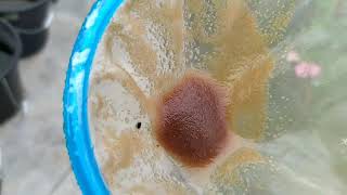 How to culture daphnia moina in a small container Part 1 English Subtitle [upl. by Gurtner]