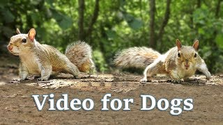 TV for Dogs  Videos for Dogs to Watch  Squirrels [upl. by Cheri]