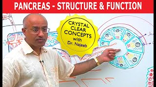 Pancreas  Structure and Function [upl. by Woodford886]
