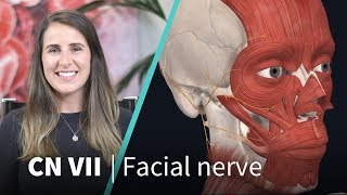 Anatomy Dissected Cranial Nerve VII facial nerve [upl. by Gnaht109]