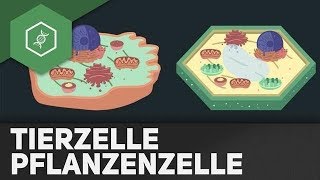 Tierzelle vs Pflanzenzelle  REMAKE [upl. by Trebo582]