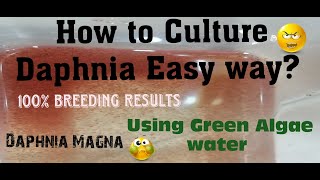 Daphnia MagnaHow to Culture Daphnia Easy wayCulturing Daphnia using Green water Daphnia [upl. by Murton]