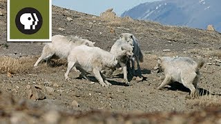 Wolf Pack Teams Up to Fight Off Intruder [upl. by Lona]