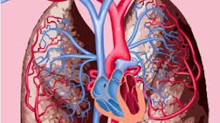 Pulmonary and systemic circulations [upl. by Dnomsad]