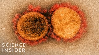 How Viruses Like The Coronavirus Mutate [upl. by Larissa361]