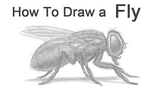 How to Draw a Fly Housefly [upl. by Chaker]