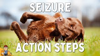 What to Do When Your Dog has a Seizure [upl. by Ahsirek]