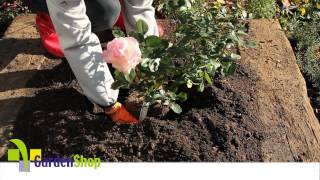 How to plant a Rose [upl. by Coniah]