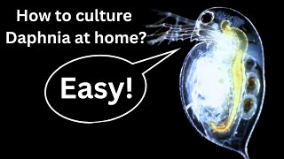 BEST Live Fish Food Beginner guide How to Culture Daphnia at home [upl. by Eboh]