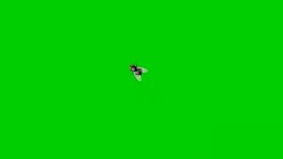 House fly Green screen HD fx effect with sound Green screen insect that MUST WATCH by everyone [upl. by Assillem]