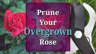 Prune Overgrown Roses [upl. by Nahum]