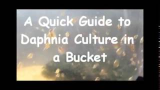 How to culture daphnia outside [upl. by Odranar837]