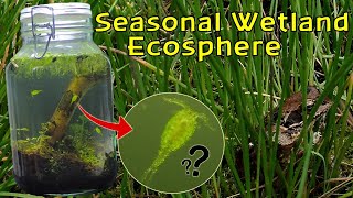 Creating a Seasonal Wetland Ecosphere │INSTANT LIFE and RARE Copepods [upl. by Palila]