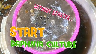 How to culture daphnia moina the easy way 1  Starting the Daphnia culture [upl. by Enilec951]