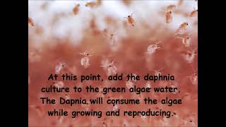 Daphnia  How to grow daphnia in your home [upl. by Oriane]