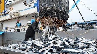 Big Catch Fishing in The Deep Sea With Big Boat  Amazing Tuna Fish Processing Skill [upl. by Gelman235]