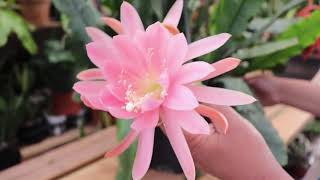 Cuidado De Epiphyllum [upl. by Donny]