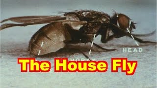 The House Fly Documentary [upl. by Neo629]