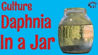 How to Culture Daphnia in a Jar [upl. by Annaiviv]